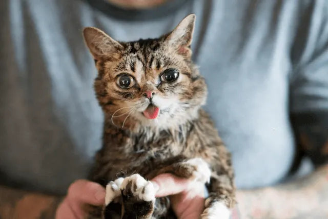 22 New Bacterial Species Discovered with Help of Lil BUB