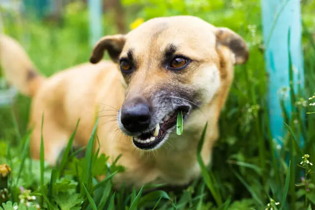 Why Do Dogs Eat Grass? Helpful Information For Pet Parents