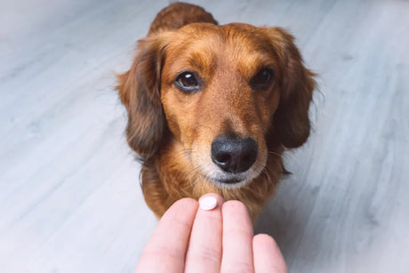 Easy Ways To Give Your Dog a Pill