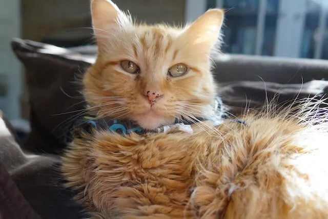 How a Cat Gut Health Remedy Saved a Shelter Cat’s Life