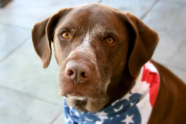 How to Comfort Your Pet During Fireworks