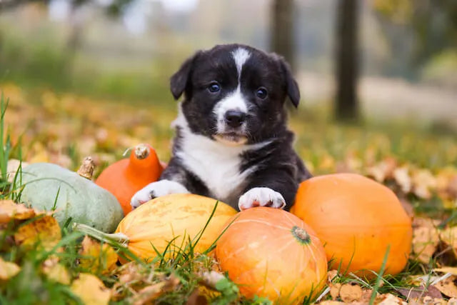 How to Keep Your Dog & Cat Safe This Halloween