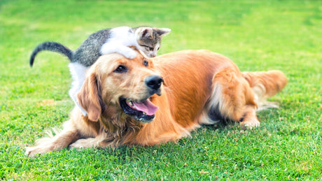 Managing Atopic Dermatitis in Pets