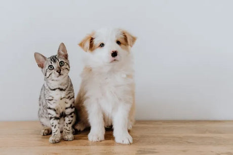 Probiotics for Your Pet: Do They Work?