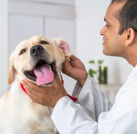 C. difficile in Dogs: A Solution That Works Better Than Antibiotics