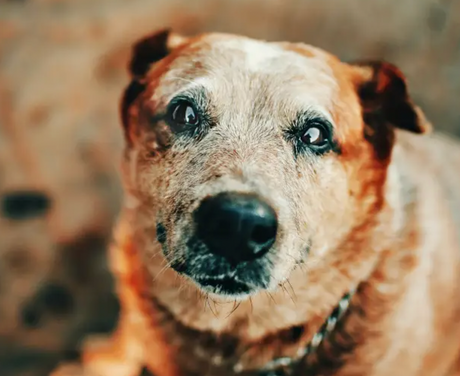 How to Keep Your Senior Dog Healthy and Happy