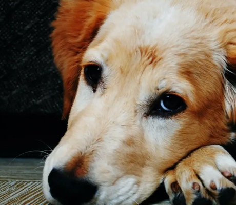 Dog Arthritis: How to Keep Your Dog Comfortable and Content