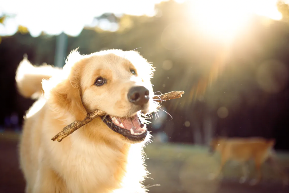 5 Easy Ways To Become A More Sustainable Dog Owner