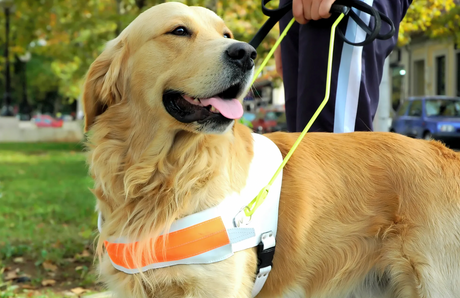 We Celebrate International Guide Dog Day By Supporting Leader Dogs for the Blind