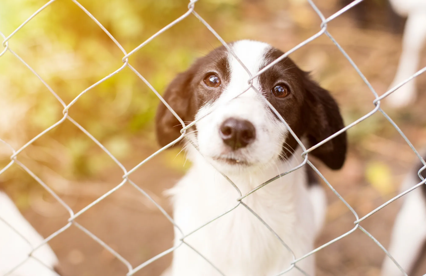 25 Bay Area Animal Shelters & Rescues You Need to Know About