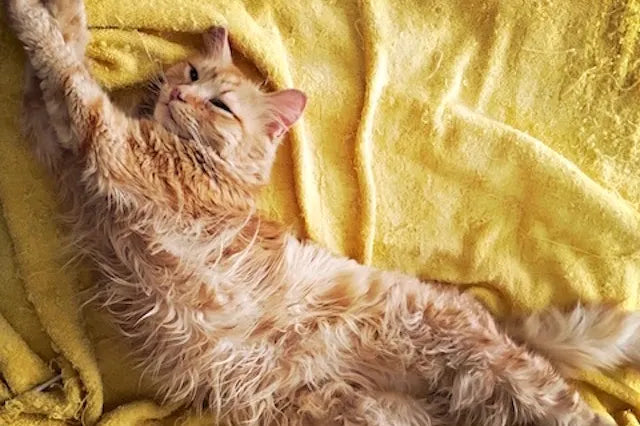 Shelter Cat Struggles with Chronic Diarrhea: Marigold’s Story