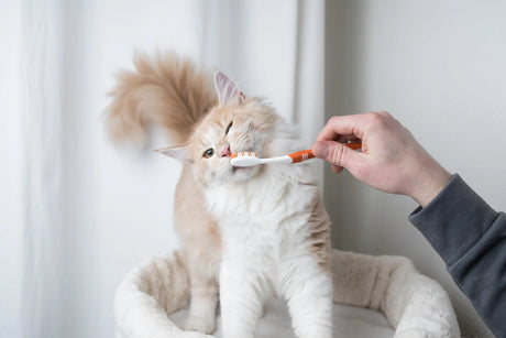 5 Effective Ways To Care For Your Cat’s Oral and Dental Health