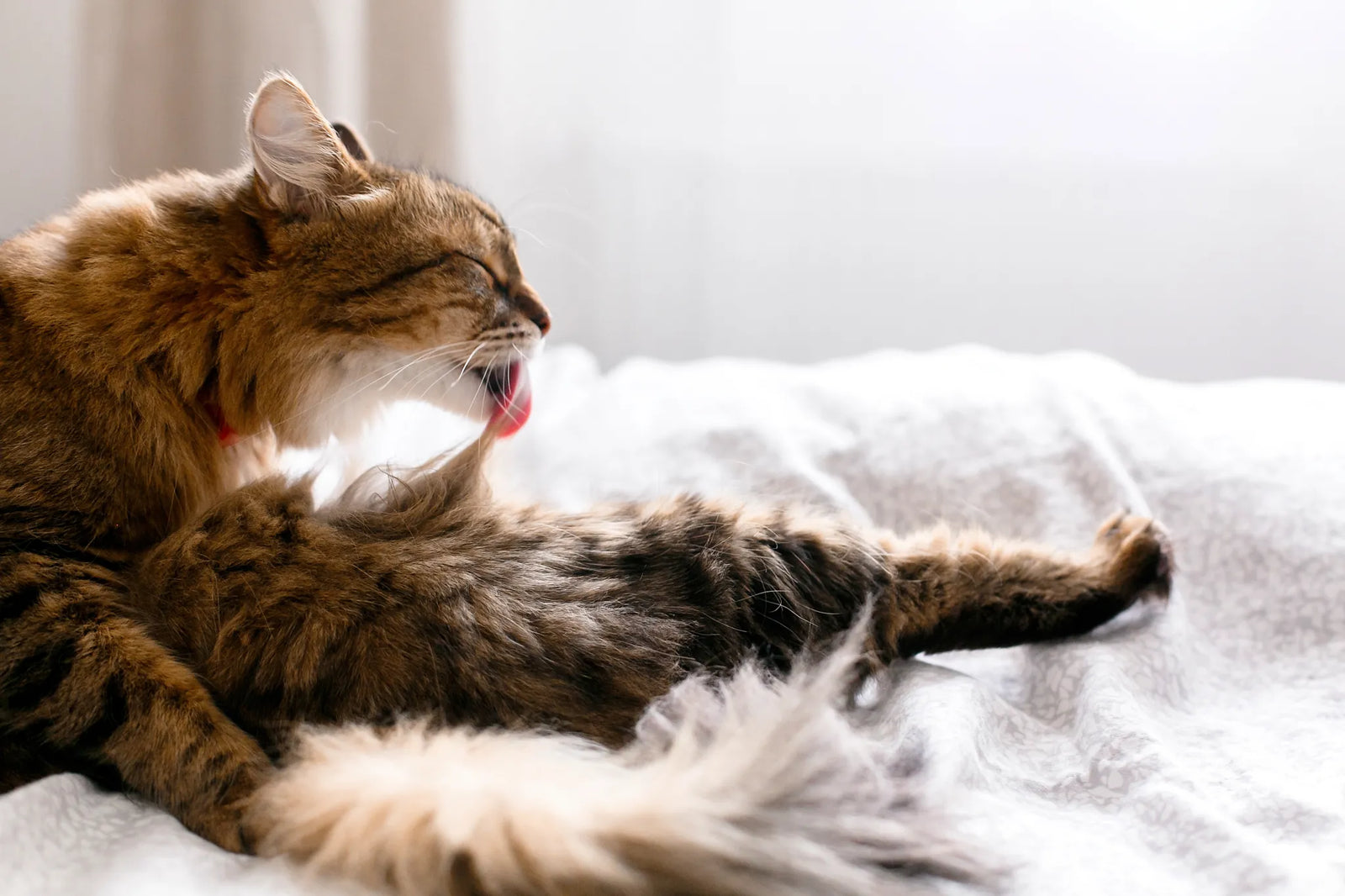 Are Hairballs Normal? Too Many Could Mean Your Cat Has Health Problems