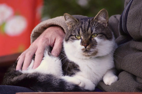 How to Care for Your Senior Cat: Advice from a Hospice Care Veterinarian