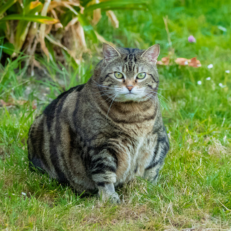 Obesity Can Shorten Your Cat’s Life: The Gut Microbiome Offers Solutions