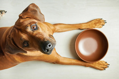 Understanding Food Allergies in Dogs: Symptoms, Diagnosis, and How To Help