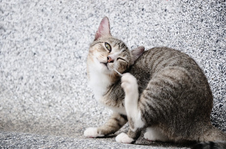 Itchy Cat? How to Identify the Cause and Soothe the Symptoms