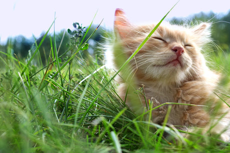 5 Easy Ways To Become A More Sustainable Cat Owner