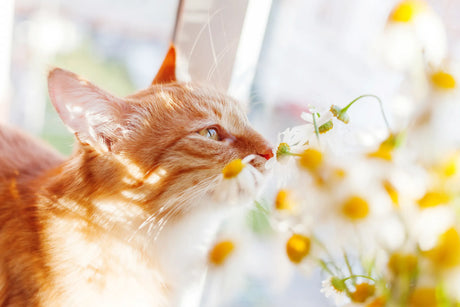 Cat Allergies: What They Are and How to Effectively Manage Them