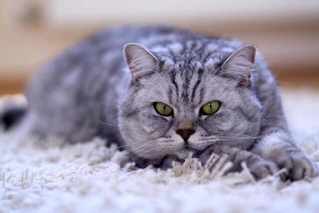 B12 Deficiency in Cats: The Role of the Gut