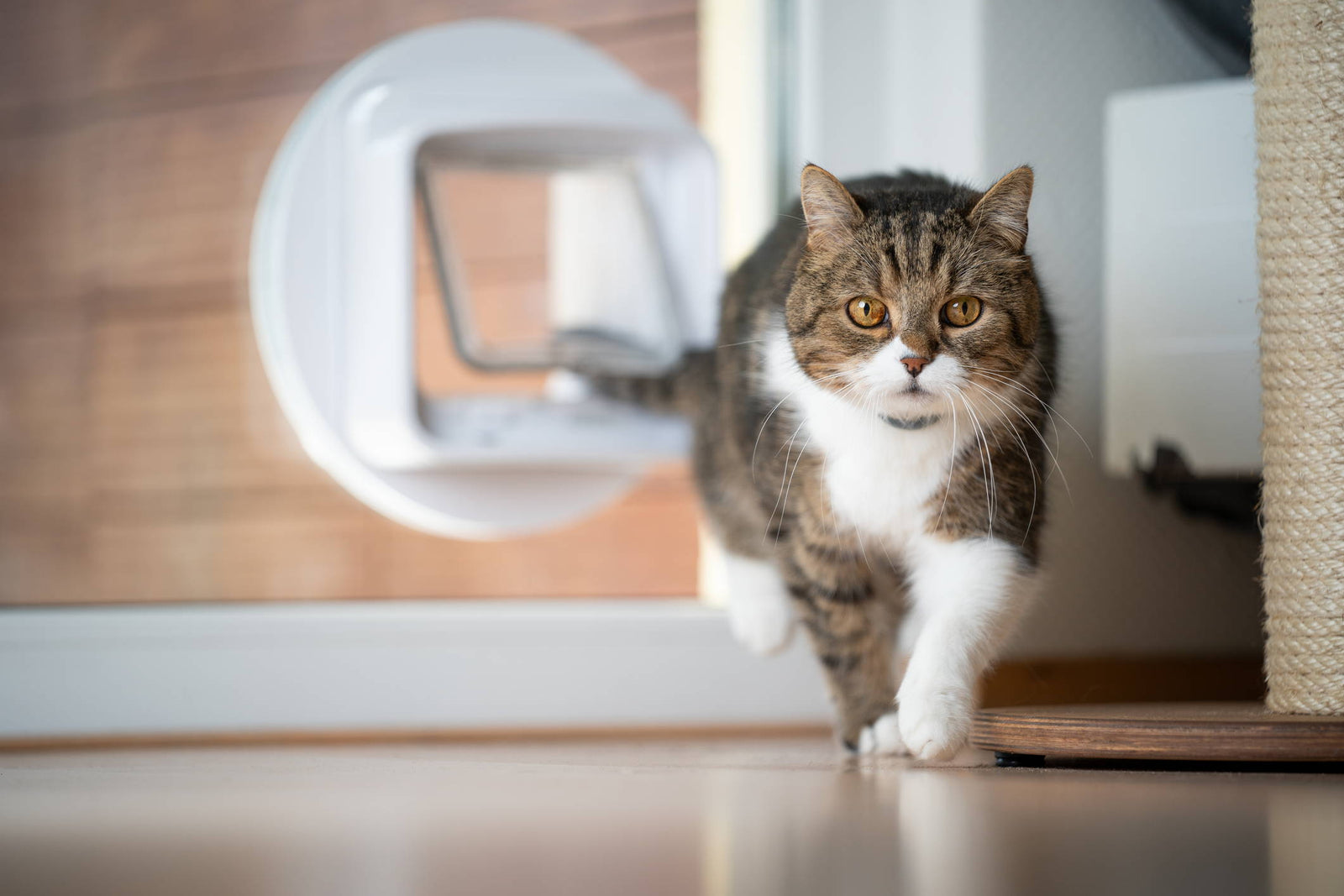 Inflammatory Bowel Disease in Cats: What It Is and How to Help