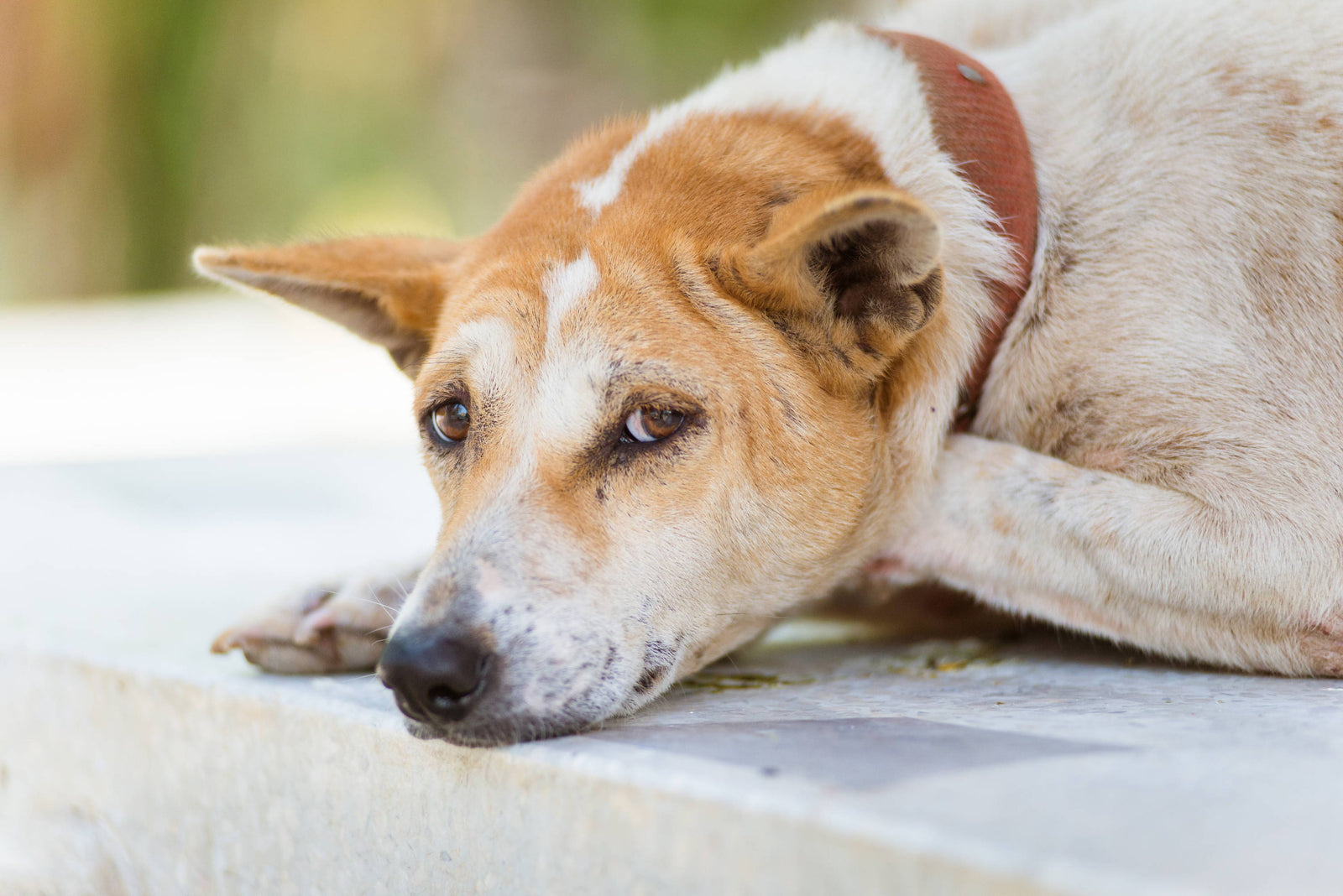 Dog Diarrhea: How to Know What’s Causing It and Help Your Dog Feel Better